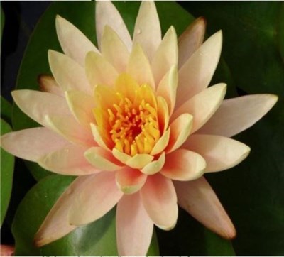 Birthday Peach Water Lotus Seeds