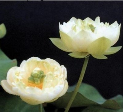 Spring Bird Water Lotus Seeds