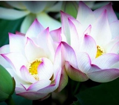 WAB-A-SABI Water Lotus Seeds
