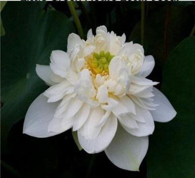 Little Green House Water Lotus Seeds