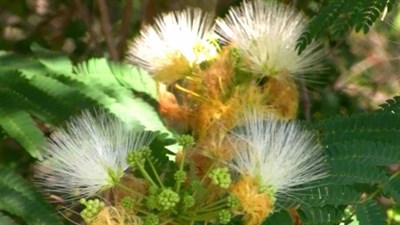 White French Mimosa Pudica 
