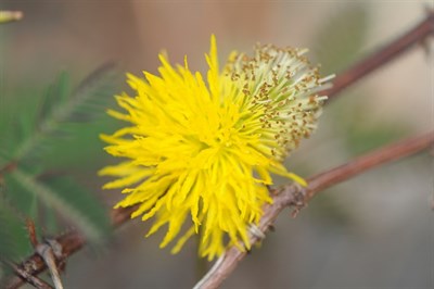 Yellow French Mimosa Pudica 