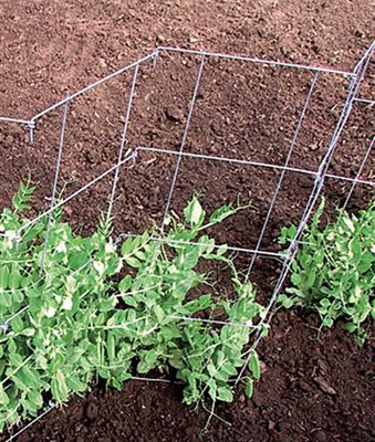 Pea And Cucumber Fence 2/Pack