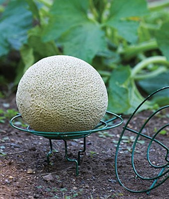 Melon and Squash Cradle