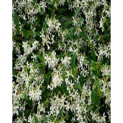 Stiff Jasmine Seeds