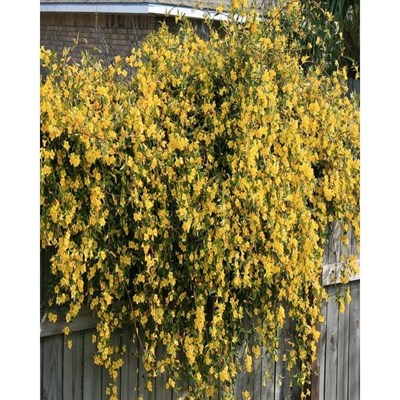 Winter Jasmine Seeds