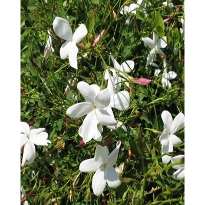 Sampaguita Jasmine Seeds