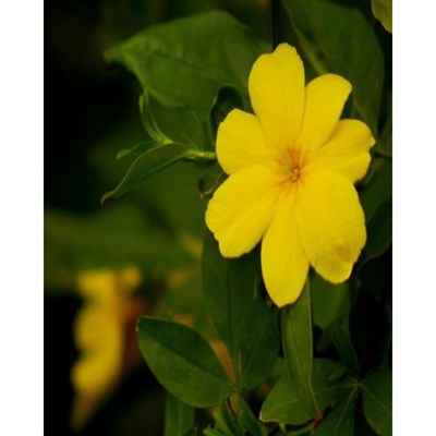 Primrose Jasmine Seeds