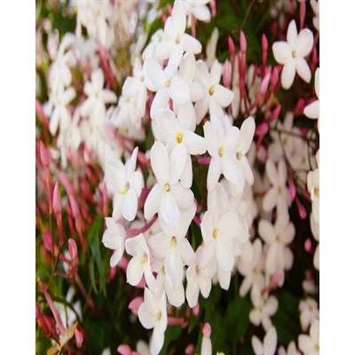 Italian Pink Jasmine Seeds