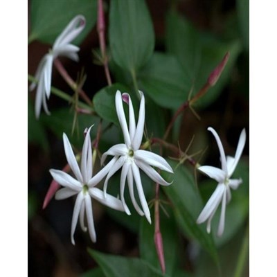 Angel Wing Jasmine Seeds