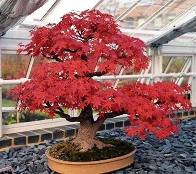 Bonsai Red Maple Seeds