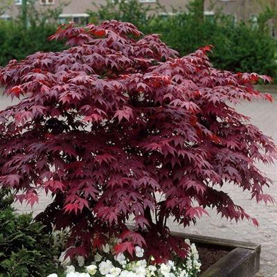 Japanese Maple Tree Seeds(Acer Palmatum)