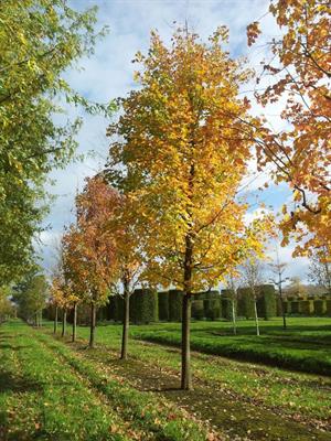 Silver Maple Tree Seeds (Acer Saccharinum)