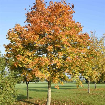 Norway Maple Tree Seeds (Acer Platanoides)