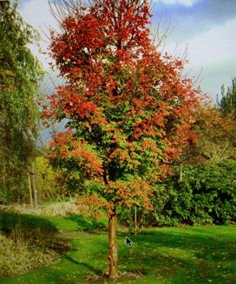 Paperbark Maple Tree Seeds (Acer Griseum)