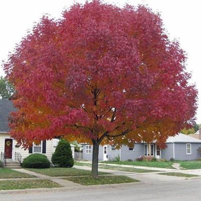 Amur Maple Tree Seeds (Acer ginnala)