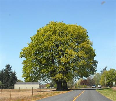 Bigleaf Maple Tree Seeds (Acer macrophyllum)