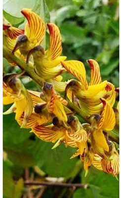 Crotalaria Regal Birdflower Yellow