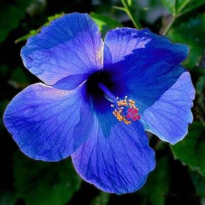 Hibiscus Blue River I