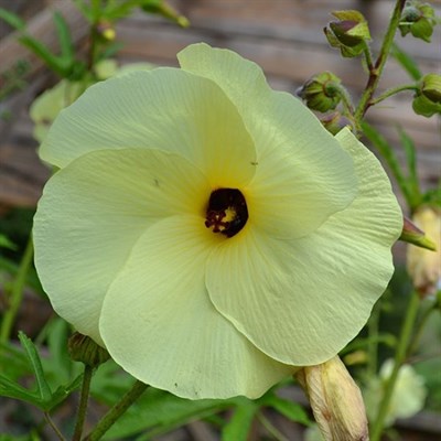 Hibiscus Abelmosk