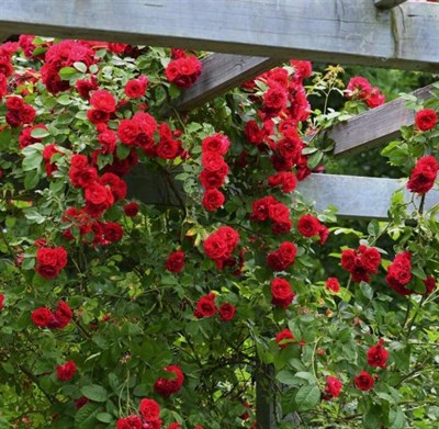 Alitissimo Climbing Rose Seeds