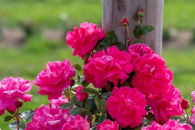 American Beauty Climbing Rose Seeds