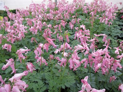 Bleeding Heart Amore Pink