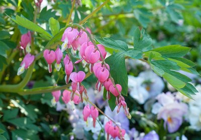 Bleeding Heart Amore Pink