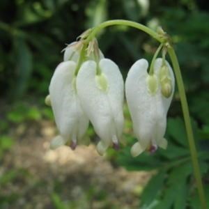 Bleeding Heart Aurora