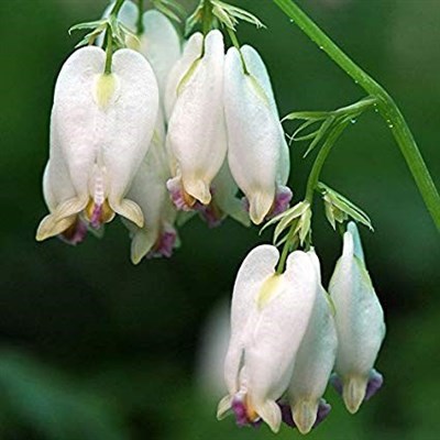 Bleeding Heart Aurora