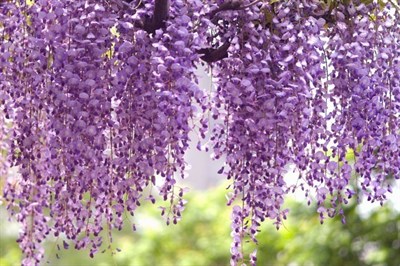 Wisteria Royal Purple Vines