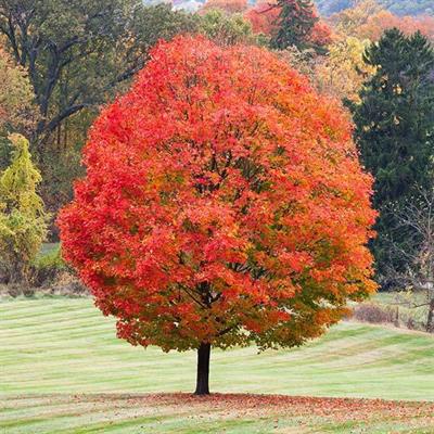 Sugar Maple Tree Seeds (Acer Saccharum) 