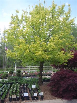 Boxelder Maple Tree Seeds (Acer Negundo)