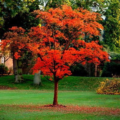 Paperbark Maple Tree Seeds (Acer Griseum)