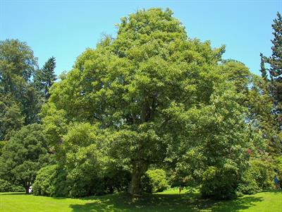 Sycamore Maple Tree Seeds (Acer pseudoplatanus)