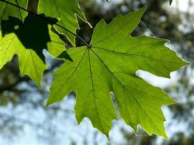 Bigleaf Maple Tree Seeds (Acer macrophyllum)