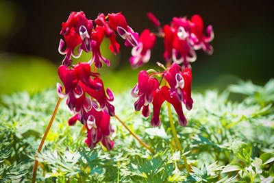 Bleeding Heart Burning 