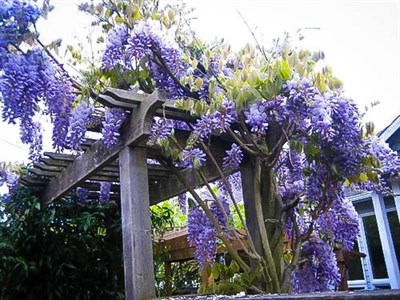 Wisteria Blue Vines