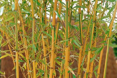 Yellow Bamboo Seeds