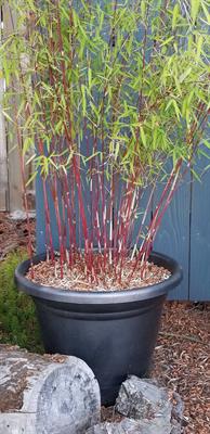 Red Bamboo Seeds