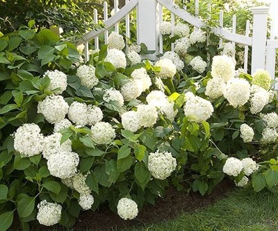 Hydrangea White Flower Seeds