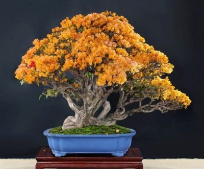 Rare Bonsai Yellow Azalea Seeds