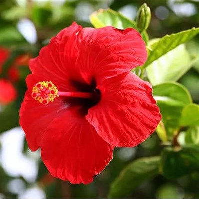 Hibiscus China rose