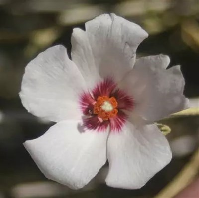 Hibiscus Rock