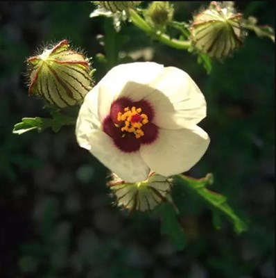 Hibiscus Flower of an Hour