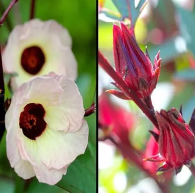 Hibiscus Roselle