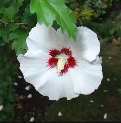 Hibiscus Rose in Sharon