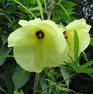Hibiscus Abelmosk
