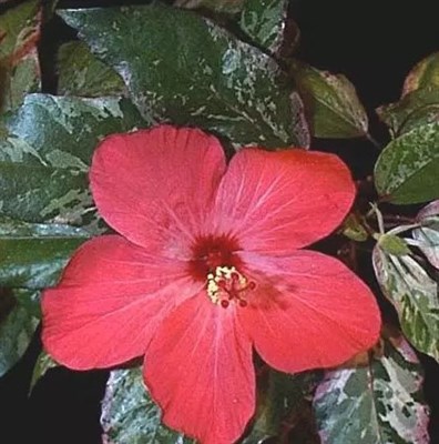 Hibiscus Checkered