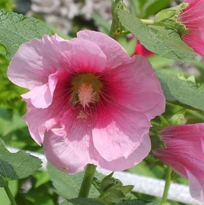 Hibiscus Mutabilis
